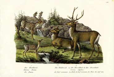 Damwild, 1824